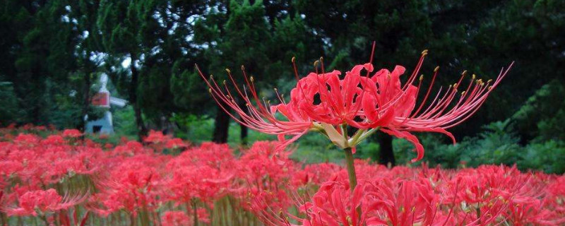 彼岸花怎麼修剪