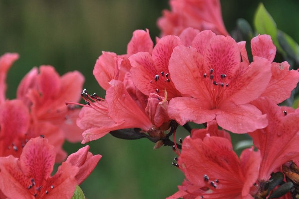 杜鵑花幹葉掉葉怎麼辦