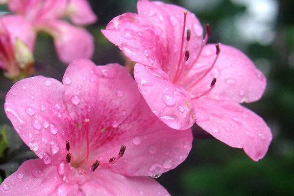 杜鵑花幹葉掉葉怎麼辦