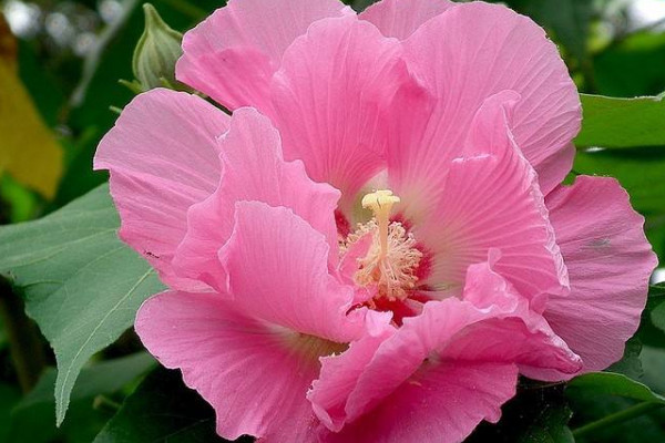 芙蓉花開花期間需要多澆水嗎