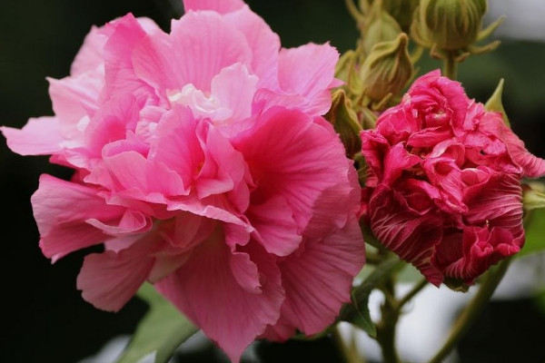 芙蓉花什麼時候種植存活率高