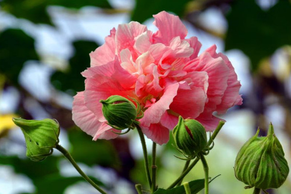 芙蓉花什麼時候種植存活率高