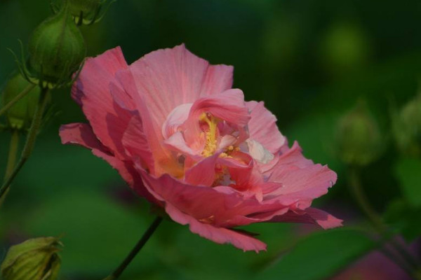 芙蓉花夏季能見陽光嗎