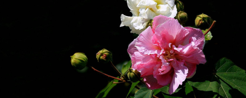 芙蓉花怎樣用葉片扡插