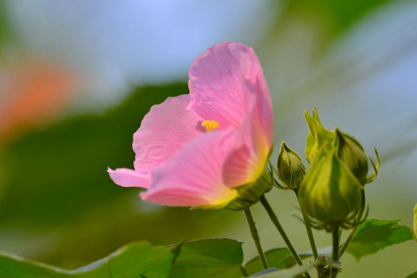 芙蓉花怎樣用葉片扡插