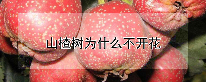 山楂樹為什麼不開花