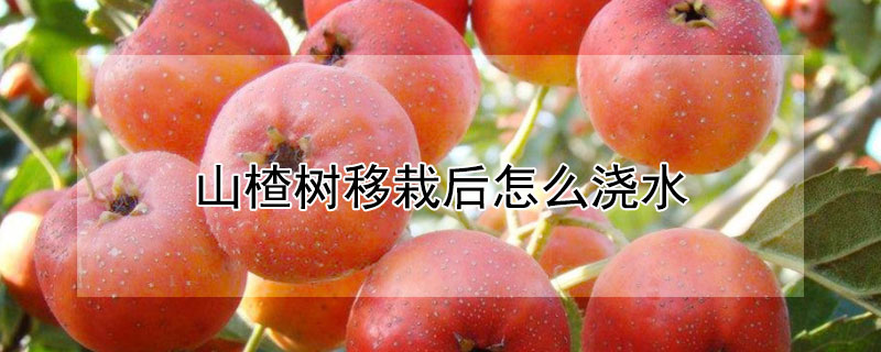 山楂樹移栽後怎麼澆水