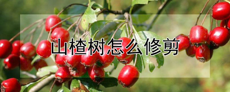 山楂樹怎麼修剪