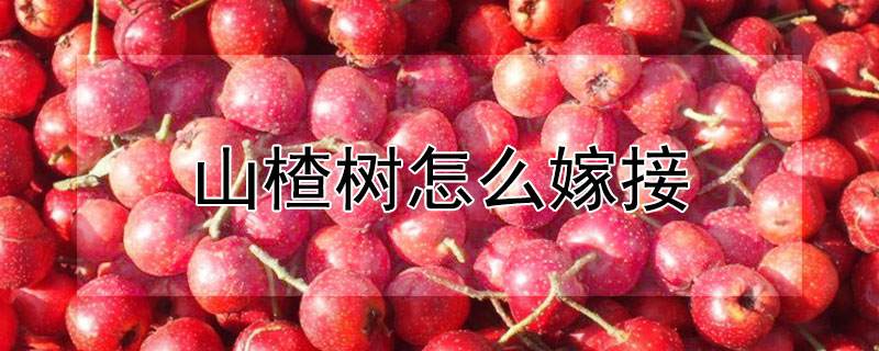 山楂樹怎麼嫁接