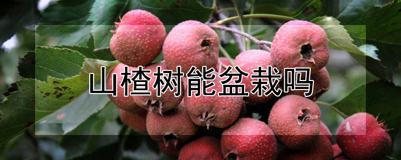 山楂樹能盆栽嗎