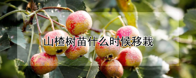 山楂樹苗什麼時候移栽