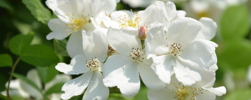 薔薇小苗種多久能開花