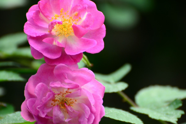 薔薇怎麼養才長得好