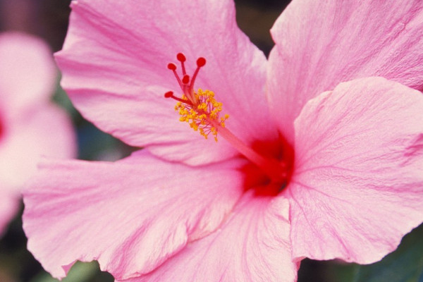 芙蓉花的養殖方法