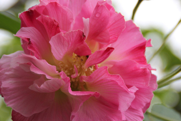 芙蓉花什麼時候開花