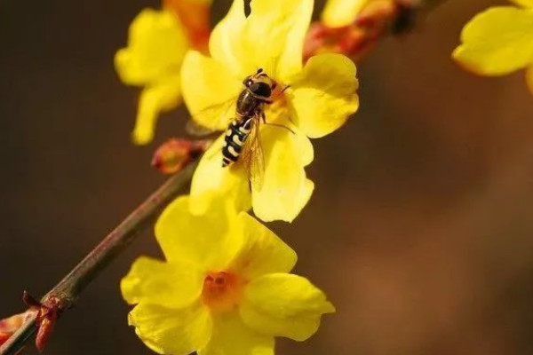 迎春花根怎麼栽容易活