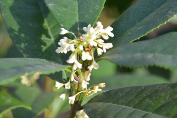 桂花樹壓條繁殖方法