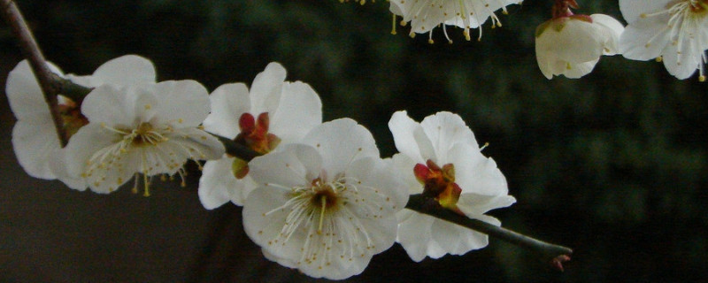 室內梅花怎麼養