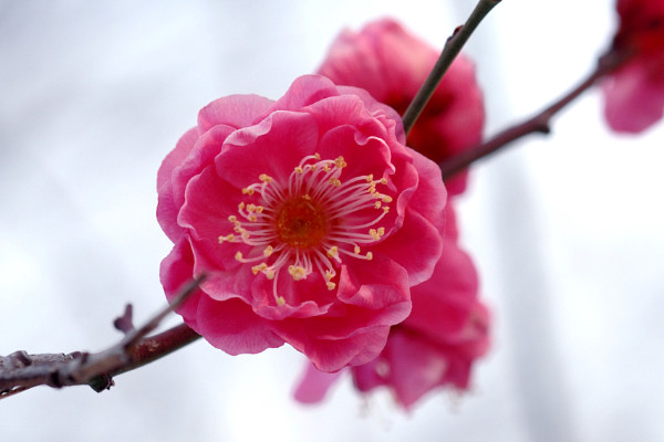 室內梅花怎麼養