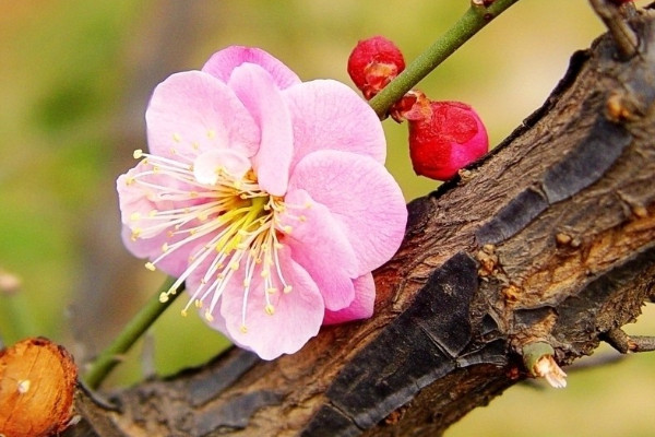 室內梅花怎麼養