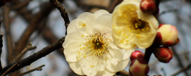 梅花為什麼不開花