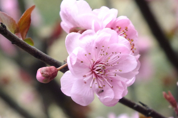 梅花怎麼剪枝