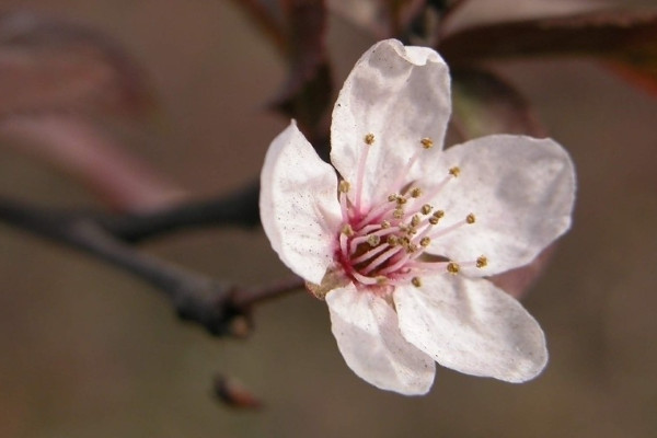 梅花怎麼剪枝