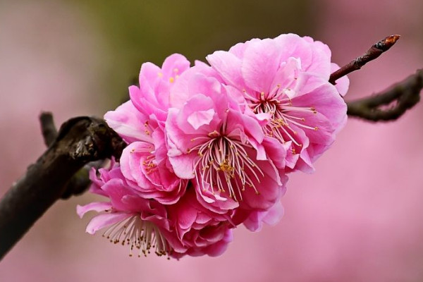 北方盆栽梅花怎麼過冬