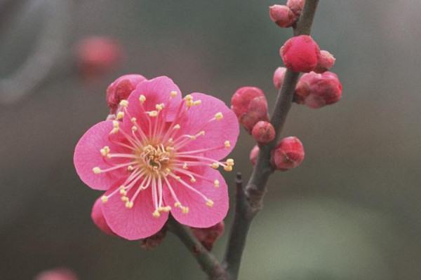 北方盆栽梅花怎麼過冬