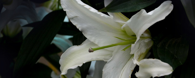 百合花長太高怎麼辦