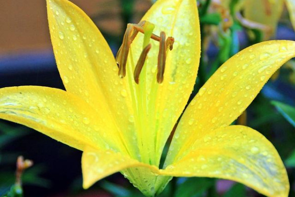 百合花種球怎麼保存