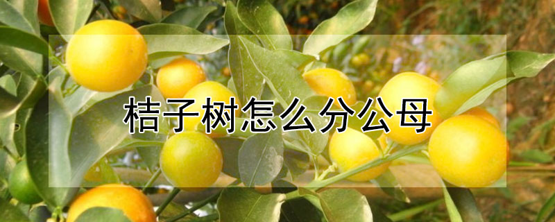 桔子樹怎麼分公母