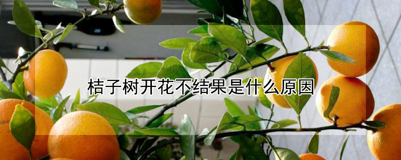 桔子樹開花不結果是什麼原因