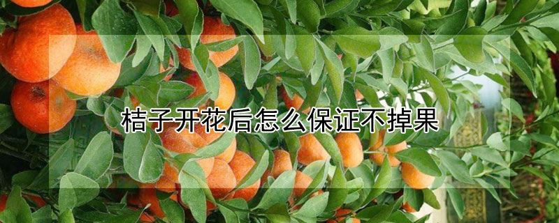 桔子開花後怎麼保證不掉果