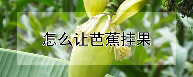 怎麼讓芭蕉掛果