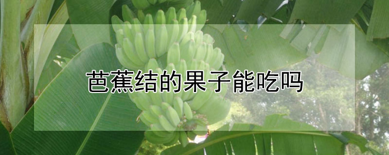 芭蕉結的果子能吃嗎