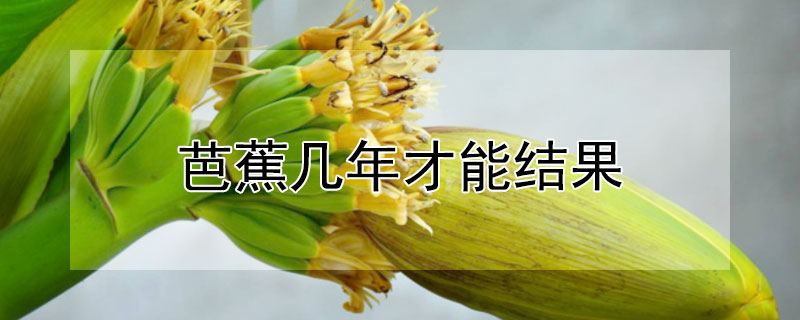 芭蕉幾年才能結果