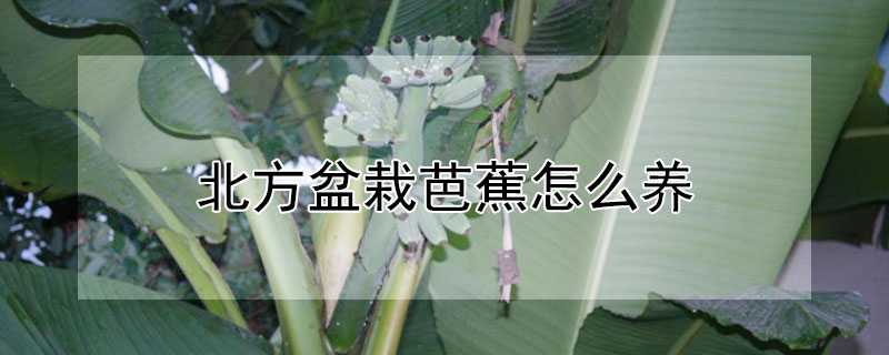 北方盆栽芭蕉怎麼養