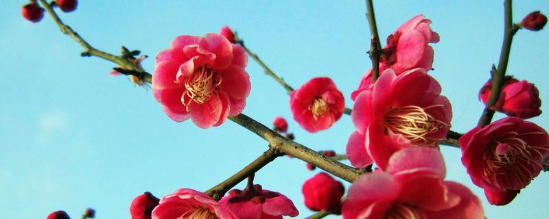 盆栽梅花怎麼澆水