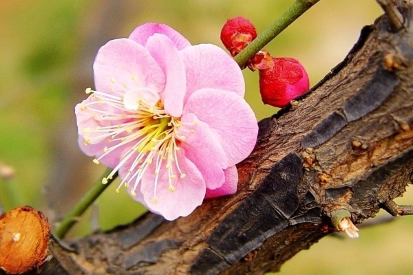 盆栽梅花怎麼澆水