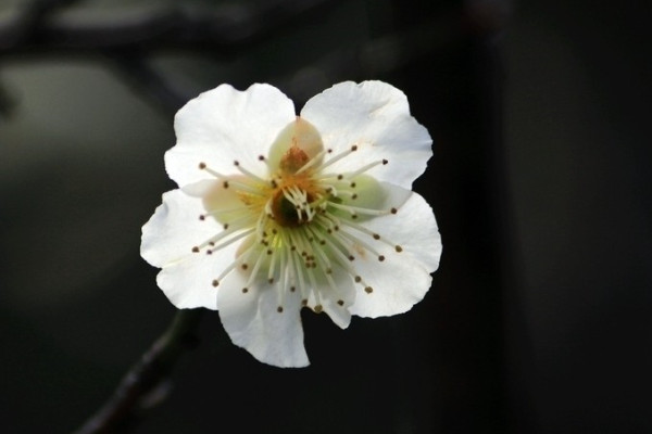 盆栽梅花怎麼澆水