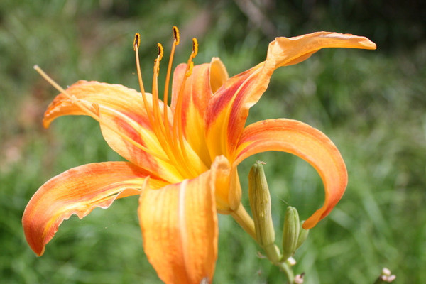 百合花的養殖方法和注意事項