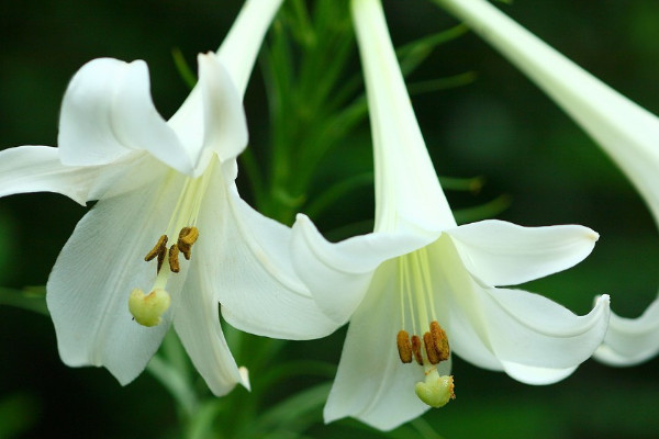 百合花葉子發黃是怎麼回事