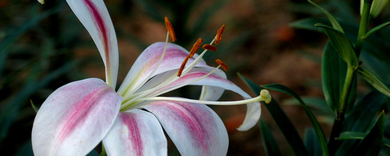 百合花代表什麼意思