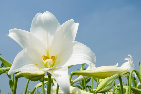 百合花代表什麼意思