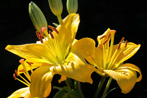 百合花代表什麼意思