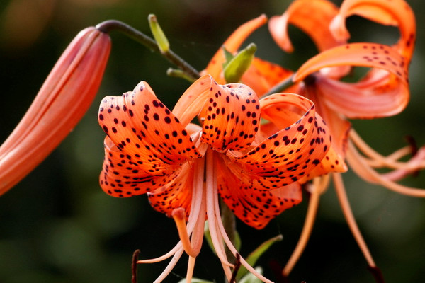 盆栽百合花幾天澆一次水