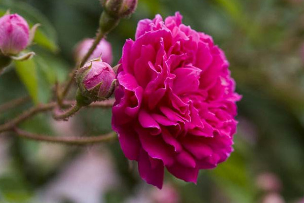 薔薇花春季怎麼防蟲