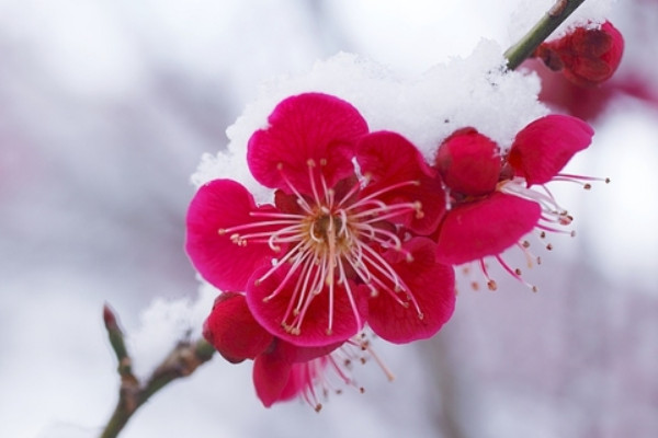 梅花冬天開花的原因