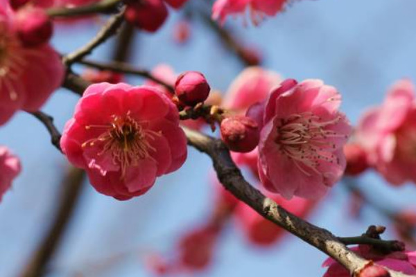 梅花冬天怕凍嗎